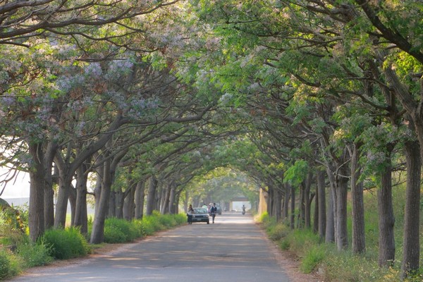 ▲▼嘉義最長苦楝花綠色隧道。（圖／旅人狂潮就愛趴趴照）