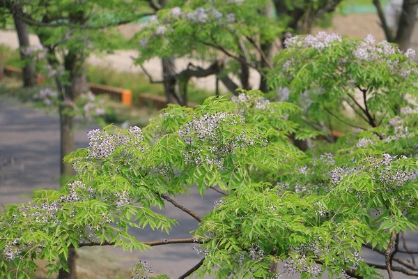 ▲▼嘉義最長苦楝花綠色隧道。（圖／旅人狂潮就愛趴趴照）