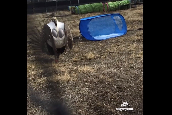 艾草松雞。（圖／翻攝自The Calgary Zoo）