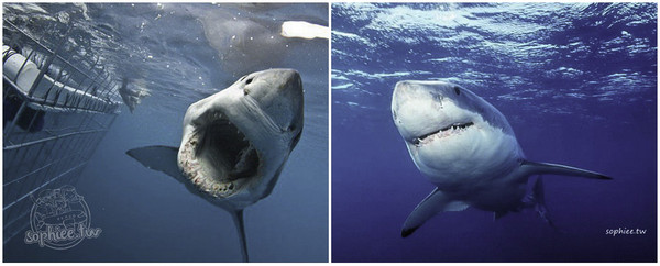 ▲南非甘斯拜 鯊魚籠潛水。（圖／蘇菲親子旅行趣提供）