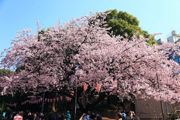 ▲▼東京上野恩賜公園櫻花,上野公園櫻花。（圖／旅遊作家三小a的隨手拍寫授權提供，請勿翻攝）