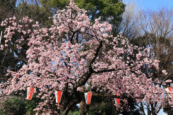 ▲▼東京上野恩賜公園櫻花,上野公園櫻花。（圖／旅遊作家三小a的隨手拍寫授權提供，請勿翻攝）