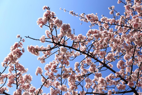 ▲▼東京上野恩賜公園櫻花,上野公園櫻花。（圖／旅遊作家三小a的隨手拍寫授權提供，請勿翻攝）