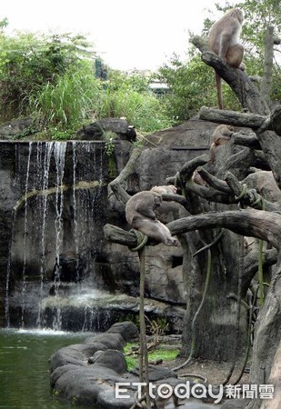 ▲動物一起來省水！企鵝館換水流給鳥園用　供沙土給大象沙浴。（圖／臺北市立動物園提供）