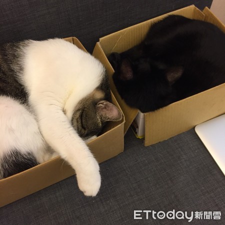 ▲紙箱子是貓咪最愛的睡窩。（圖／記者林懿捷攝）