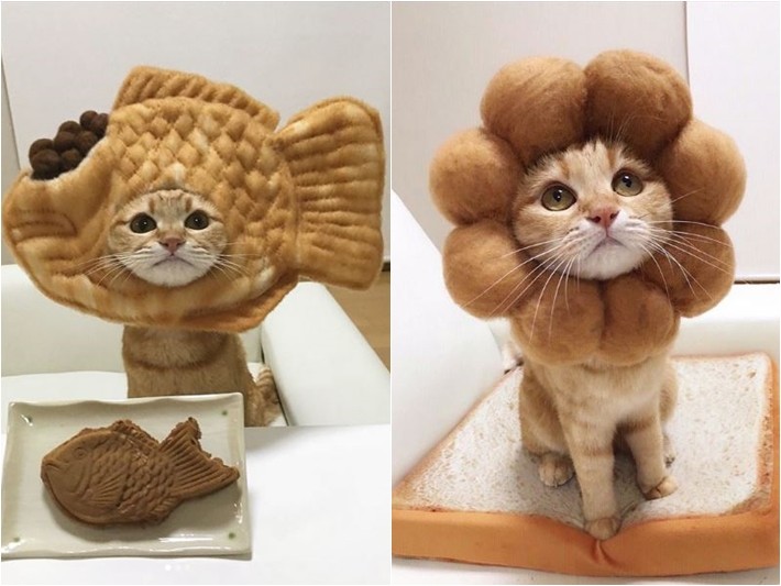 鯛魚燒or Me 喵星人甜點頭套大變身不能玩食物只好玩貓啦 妮妮小宅女 鍵盤大檸檬 Ettoday新聞雲