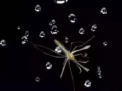 每25秒砸中一次！蚊子看下雨像彗星撞地球，為什麼牠還活著？