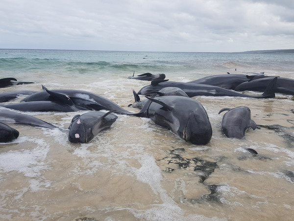 ▲▼ 150頭短肢領航鯨擱淺澳洲西南方的漢姆林海灣（Hamelin Bay），僅剩6隻倖存。（圖／路透社）