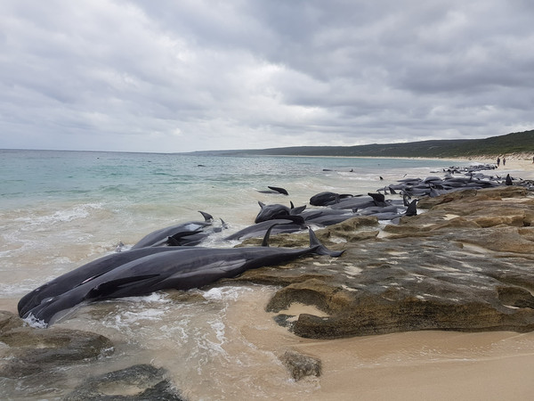 ▲▼ 150頭短肢領航鯨擱淺澳洲西南方的漢姆林海灣（Hamelin Bay），僅剩6隻倖存。（圖／路透社）
