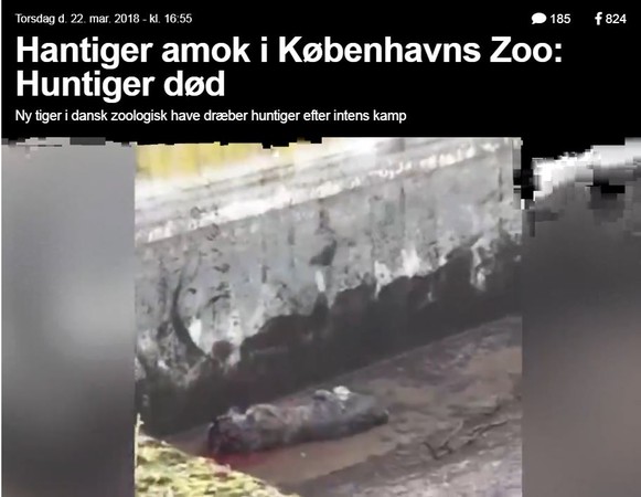 ▲▼ 丹麥動物園母老虎遭咬死事件。（圖／翻攝自Ekstra Bladet）
