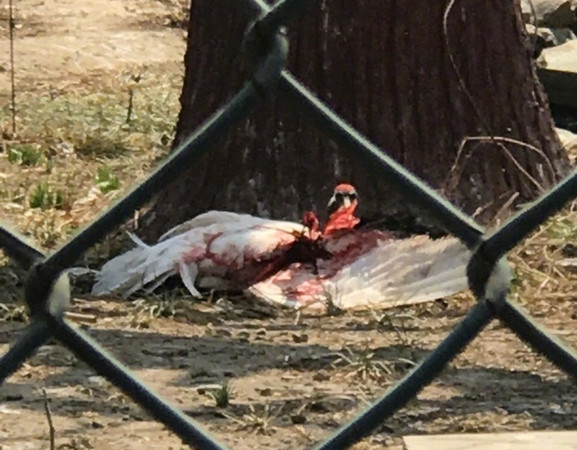 ▲石家莊動物園丹頂鶴遭飼養員打到噴血。（圖／翻攝自微博）