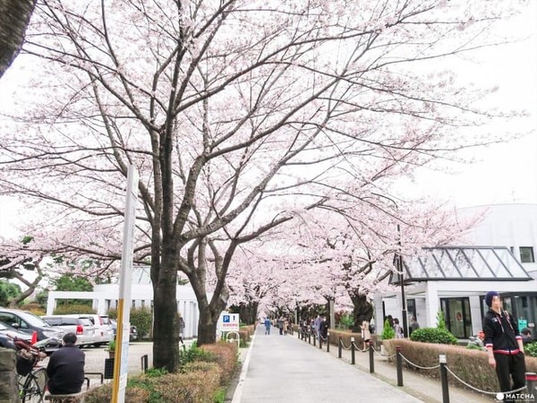 ▲東京五大私房賞櫻去處。（圖／matcha提供）