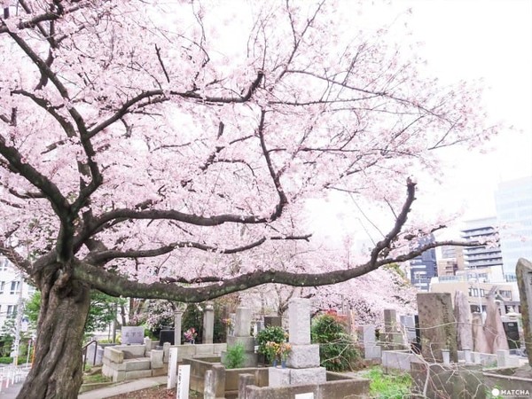 ▲東京五大私房賞櫻去處。（圖／matcha提供）