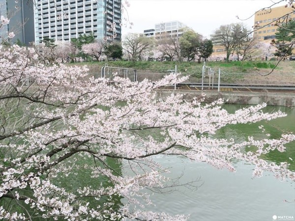 ▲東京五大私房賞櫻去處。（圖／matcha提供）