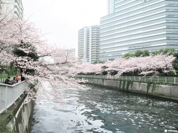 ▲東京五大私房賞櫻去處。（圖／matcha提供）