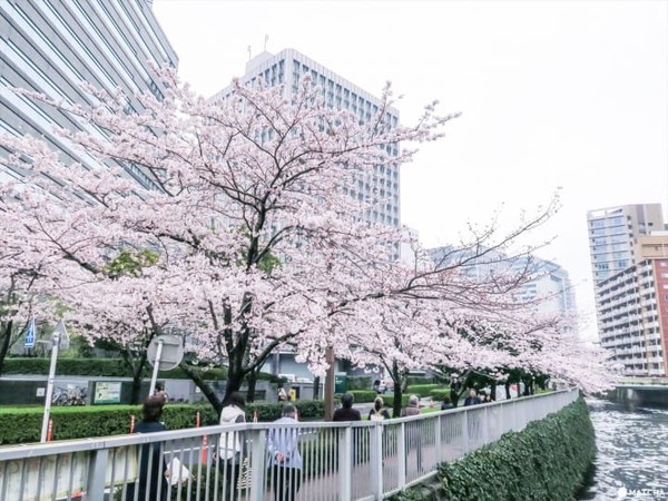 ▲東京五大私房賞櫻去處。（圖／matcha提供）