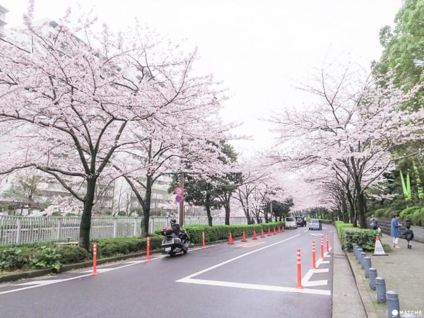 ▲東京五大私房賞櫻去處。（圖／matcha提供）