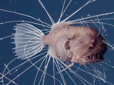 「鮟鱇魚交配」影片首次曝光！雌雄魚血肉相融　吸收到只剩精囊