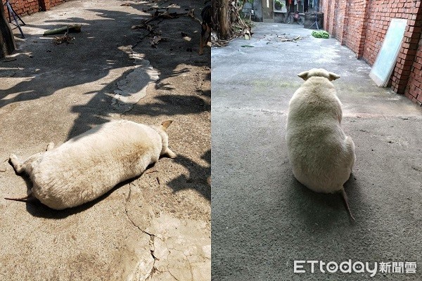 ▲汪因病掉光尾巴毛　背影激似大白鼠　媽：家鼠養了10年