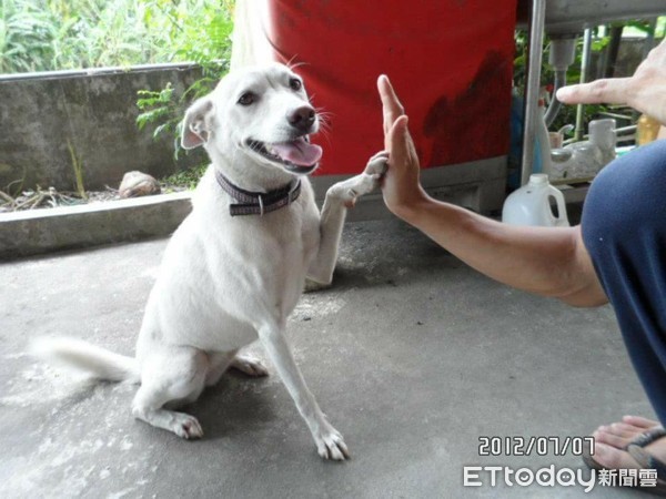 ▲汪因病掉光尾巴毛　背影激似大白鼠　媽：家鼠養了10年