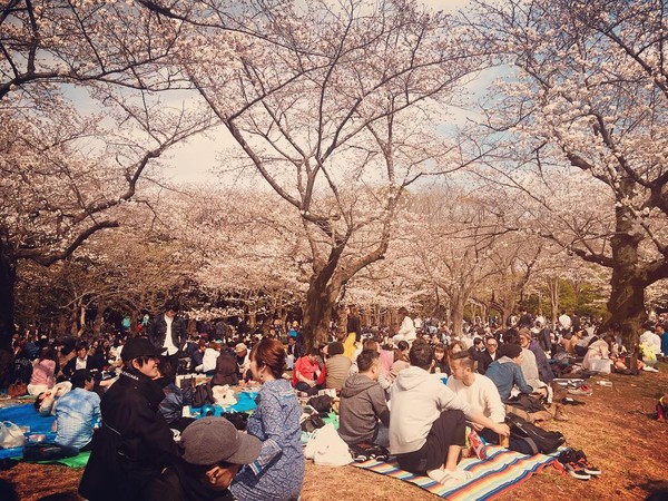 ▲日本人喜歡在櫻花樹下野餐。（圖／網友gracerina11提供，請勿隨意翻拍，以免侵權）