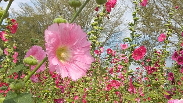 ▲▼東山服務區蜀葵、波斯菊。（圖／高公局提供）