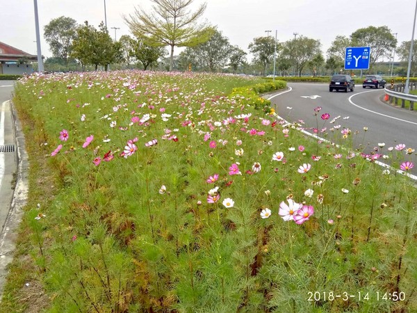 ▲▼東山服務區蜀葵、波斯菊。（圖／高公局提供）