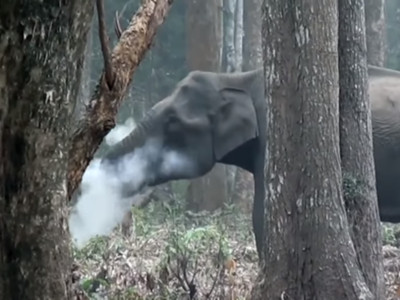 大象染菸癮「吞炭噴煙」？學者解釋詭異行為：牠在排毒自療