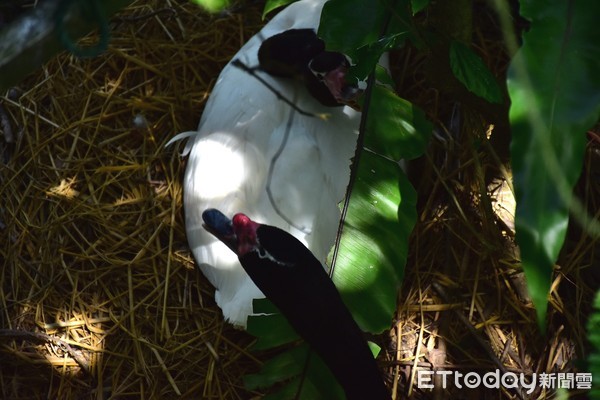 黑頸天鵝孵蛋。（圖／台北市立動物園提供）