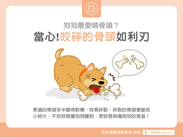 【汪喵餵養知識】狗狗最愛啃骨頭？當心！咬碎的骨頭如利刃！（圖／毛起來 MaoUp）