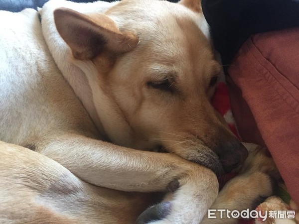 ▲汪女兒來饋休！阿母「腰瘦姿勢」讓位　可成爽睡到打呼。（圖／可成友人罩粉絲專頁提供）