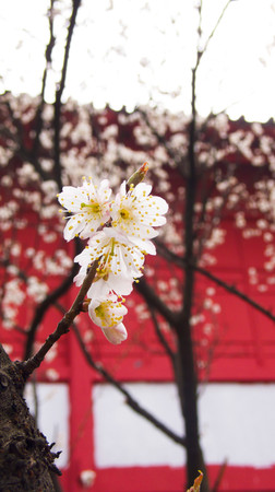 最早日本贵族春天只赏梅! 战国时代才在樱花树