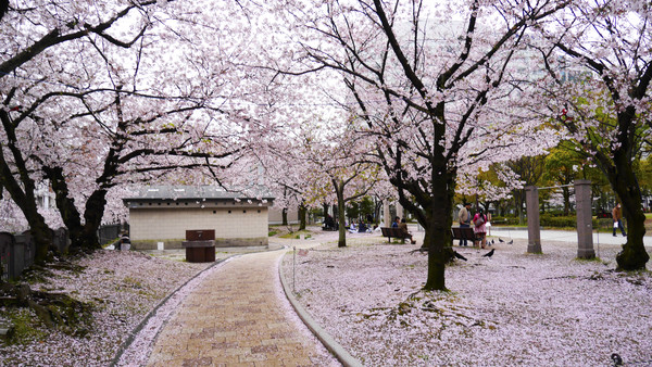 最早日本贵族春天只赏梅! 战国时代才在樱花树