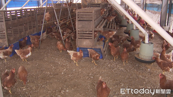 四川一處養雞場有246隻雞因為受到煙火驚嚇而死亡。（示意圖／記者姜國輝攝）