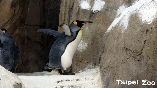 國王企鵝拼命吃~準備進入換羽期！（圖／台北市立動物園提供）