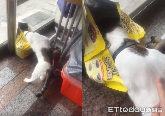 ▲「浪浪飼料」當把費狂嗑！　阿喵整顆頭塞進袋：別人的咖齁呷。（圖／網友陳冠霖提供）