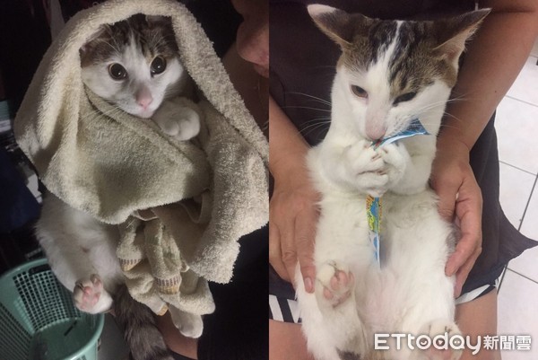 ▲「浪浪飼料」當把費狂嗑！　阿喵整顆頭塞進袋：別人的咖齁呷。（圖／網友陳冠霖提供）