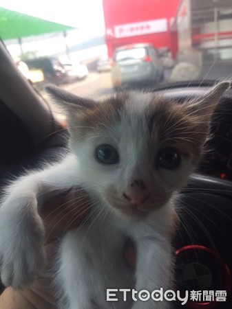 ▲「浪浪飼料」當把費狂嗑！　阿喵整顆頭塞進袋：別人的咖齁呷。（圖／網友陳冠霖提供）