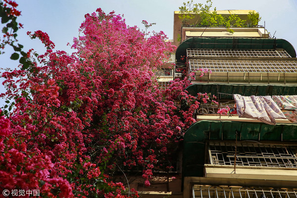 ▲▼廣州一棟民宅的簕杜鵑（別名九重葛）近日盛開，花朵沿著外牆生長，足足有9層樓高，遠看好像「紫紅色瀑布」。（圖／CFP）