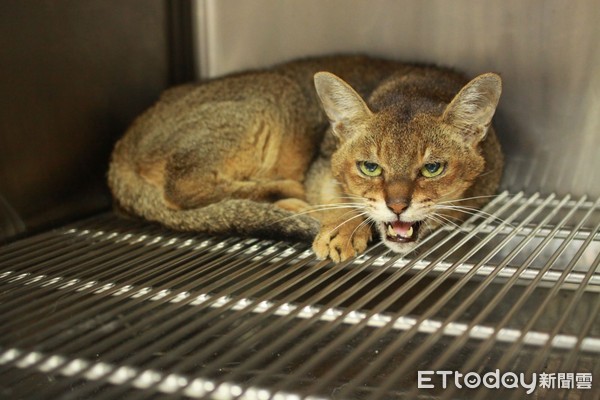 流浪的太陽王子（圖／新北市動保處提供）
