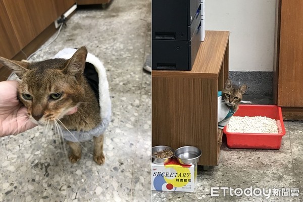 流浪的太陽王子（圖／新北市動保處提供）