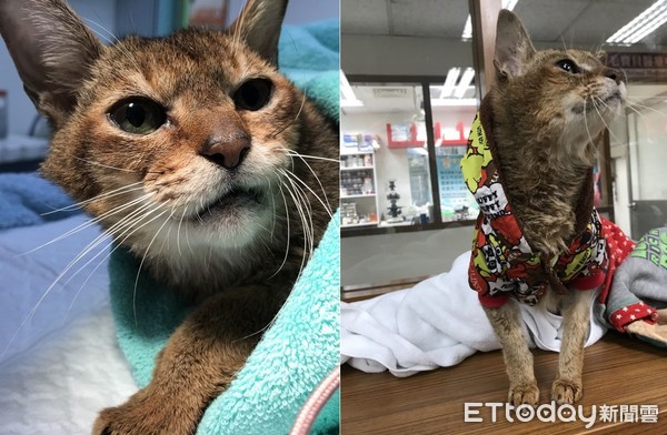 流浪的太陽王子（圖／新北市動保處提供）