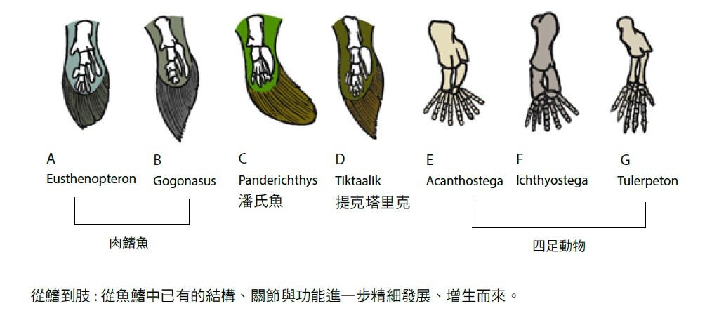 大檸檬用圖（圖／聯經出版提供）