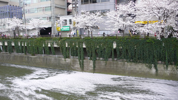 櫻花經濟效應（圖／福澤喬攝）