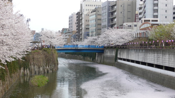 櫻花經濟效應（圖／福澤喬攝）