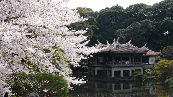 櫻花經濟效應（圖／福澤喬攝）