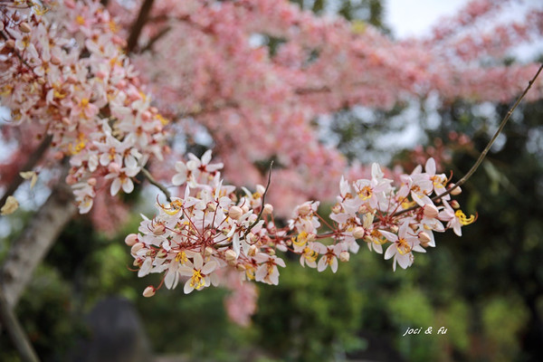 ▲高雄美濃好客庄、印慈精舍盛開的花旗木、許願藤及手帕樹。（圖／愛作夢的貓joci提供。）