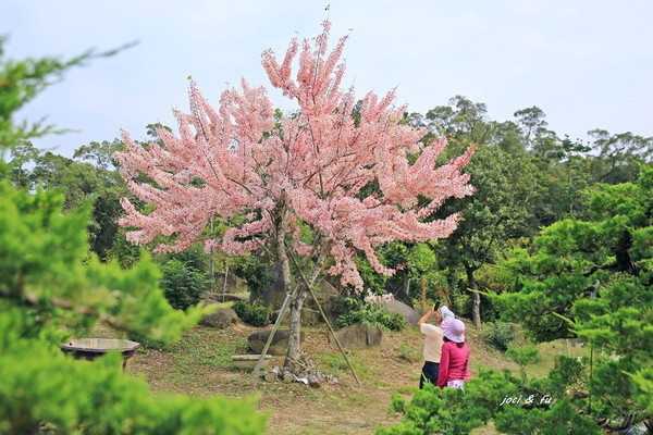 ▲高雄美濃好客庄、印慈精舍盛開的花旗木、許願藤及手帕樹。（圖／愛作夢的貓joci提供。）