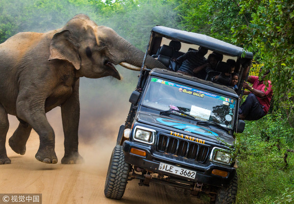 ▲▼俄羅斯攝影師薩維奇(Sergey Savvi)拍到瘋狂大象差點把吉普車搖倒的驚險景象。（圖／視覺中國）