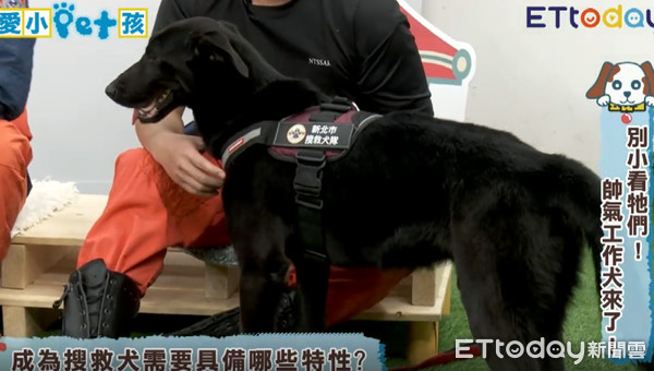 小pet孩搜救犬